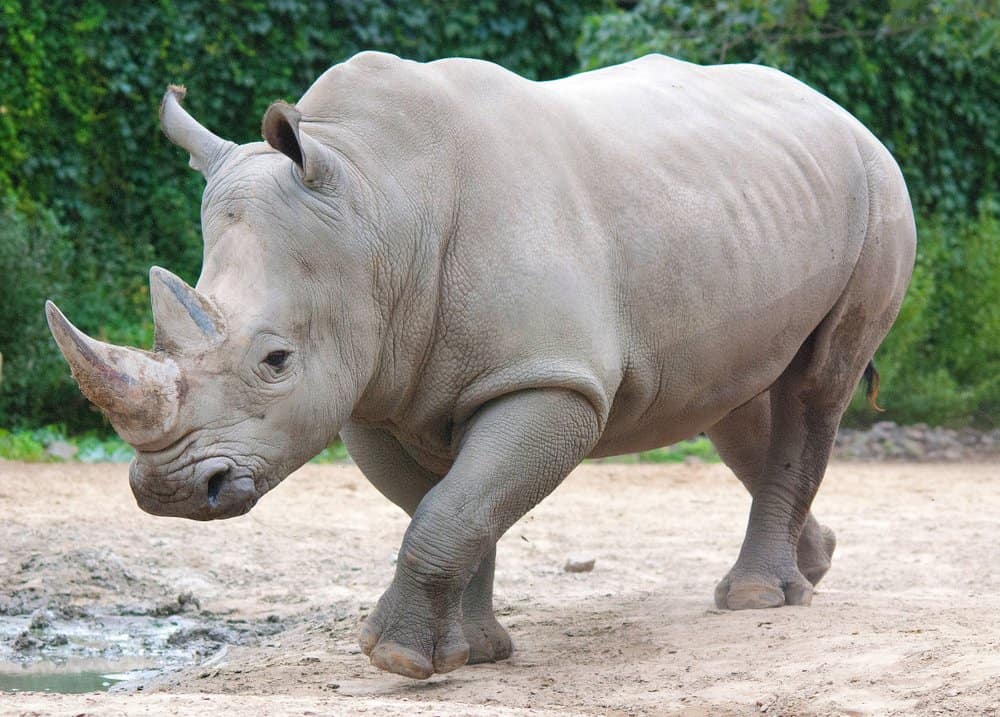 A white rhinoceros walking in the dirt near a puddle with vegetation in the background.