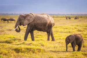 African Elephant vs Asian Elephant: 5 Key Differences Picture