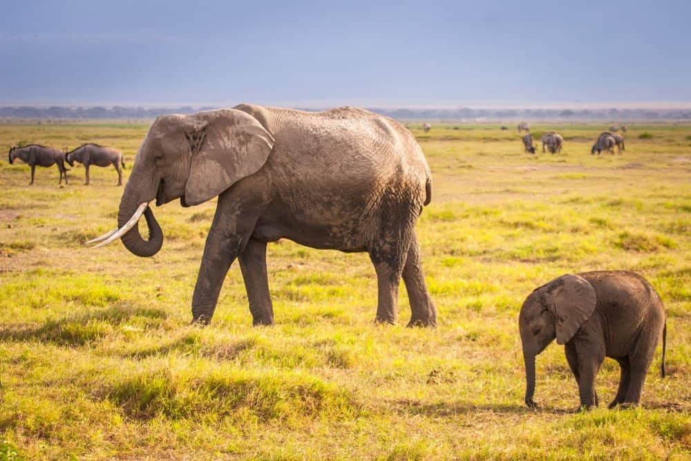 An adult African elephant with a baby walking in a grassy field. Other grazing animals are in the background.