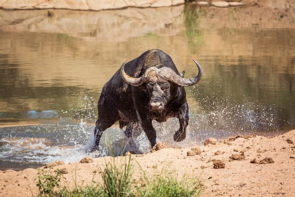 A buffalo running out of a body of water.