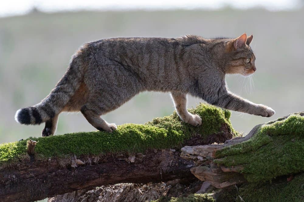 A European wildcat walking on mossy, fallen trees.