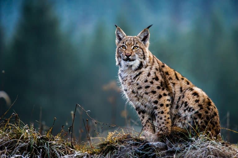 Largest cats - Eurasian Lynx