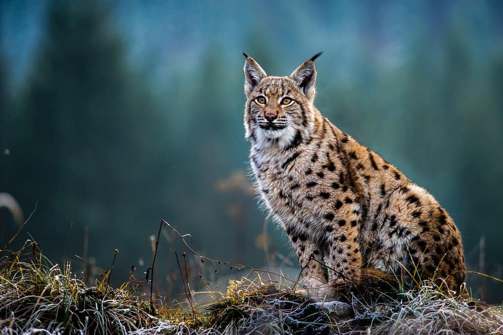 A Eurasian lynx sitting on a grassy hill with trees in the background.