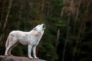 Discover the 6 Largest Wolves Roaming the United States photo