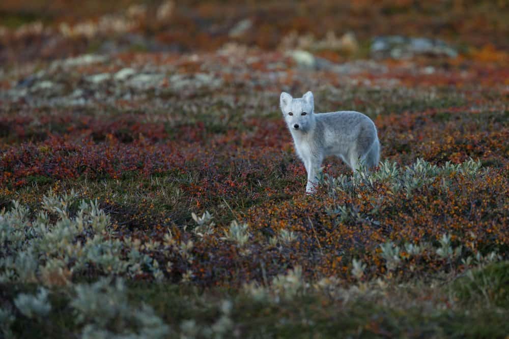 An Arctic fox standing in a field of red, orange, and green low-lying plants.