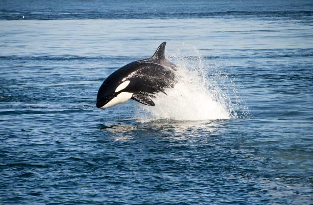 A killer whale leaping out of a body of water.