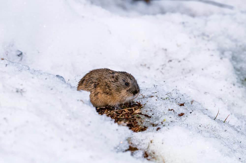 A lemming standing in a small patch of melted snow.