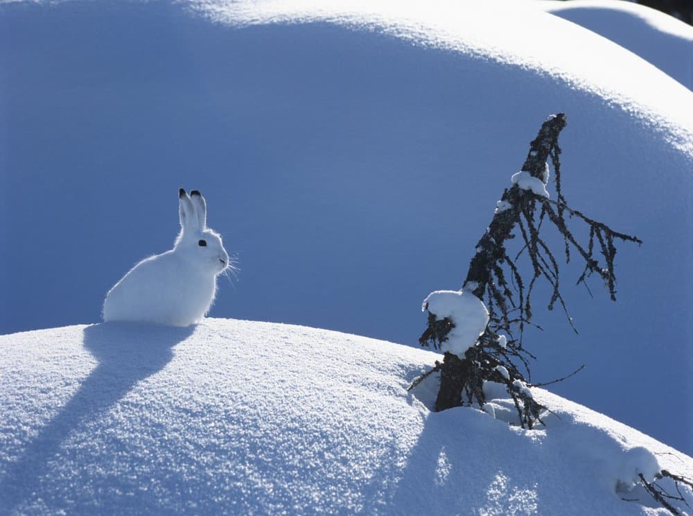 An Arctic hare sitting on a mound of white snow with a tree branch poking out.