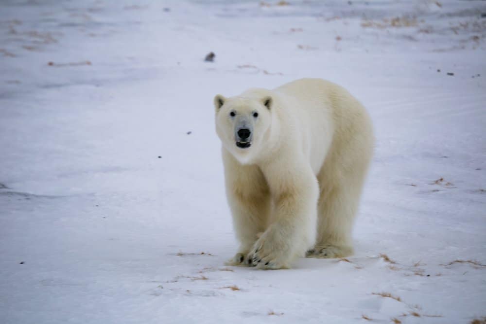 A polar bear walking across a snowy landscape.