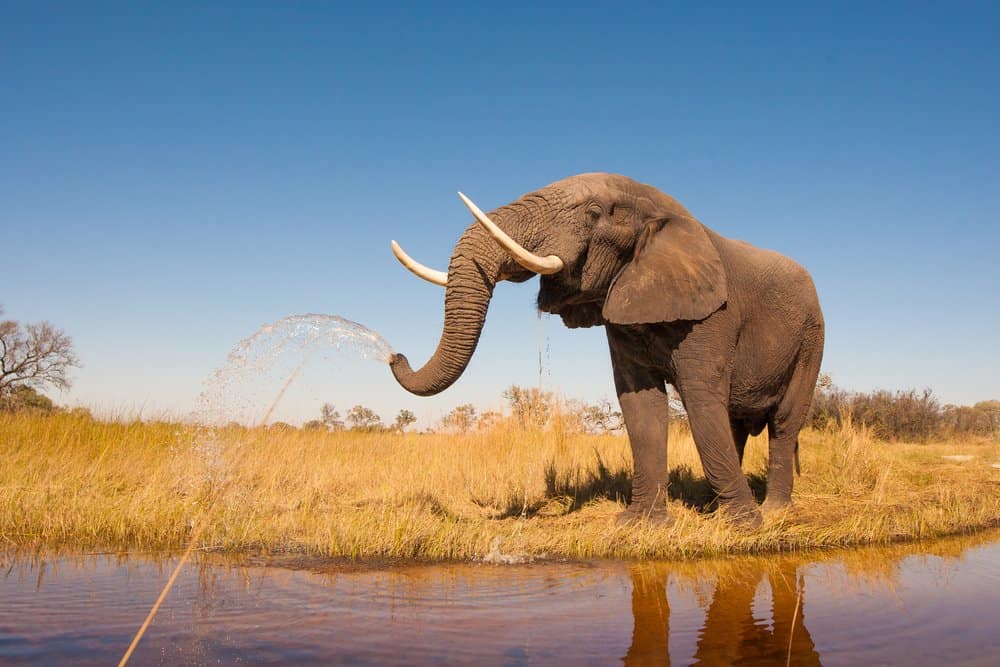An elephant with large tusks standing in a field of grass near a body of water, squirting water out of its trunk. 