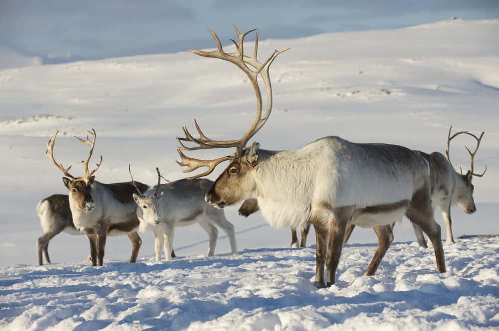 A group of reindeer standing in a snowy landscape. The reindeer in the foreground has large, curved antlers.