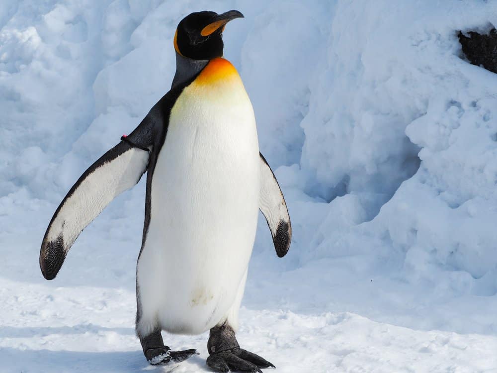 An emperor penguin walking through a snowy and icy landscape.