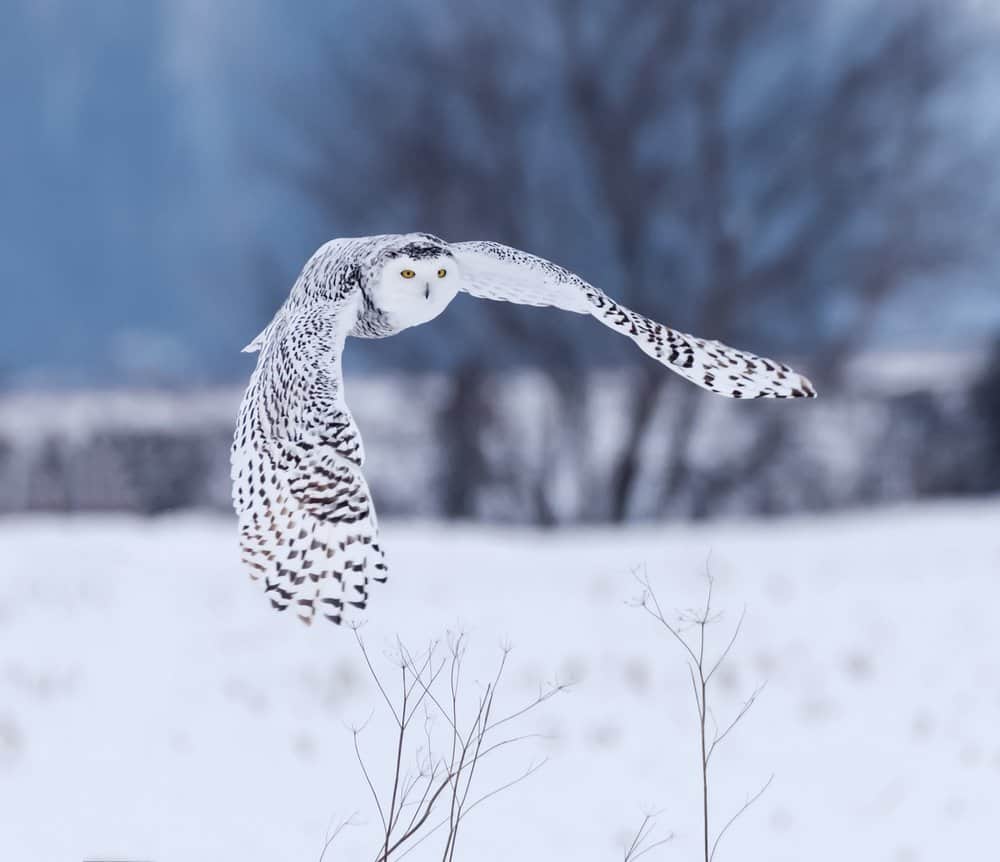 A snowy owl mid-flight in a snowy landscape with trees in the background.