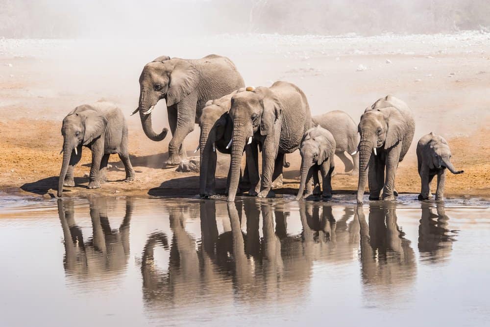 A group of African elephants drinking from a body of water.