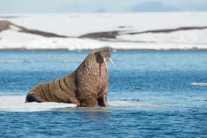 Walrus vs Elephant Seal: 5 Key Differences Picture