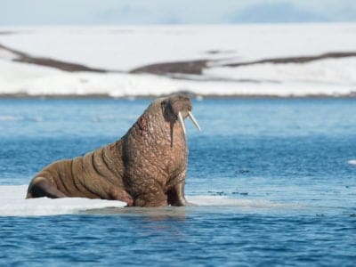 A Walrus Size Comparison: Just How Big Do They Get?