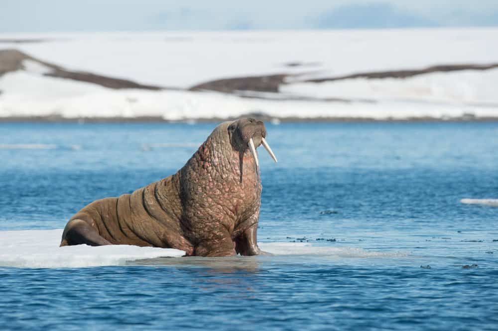 A walrus sitting on an ice sheet floating in a body of water. A snowy shore is in the background.