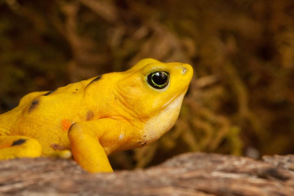 A close-up side profile of a Panamanian Golden Frog with vegetation in the background.