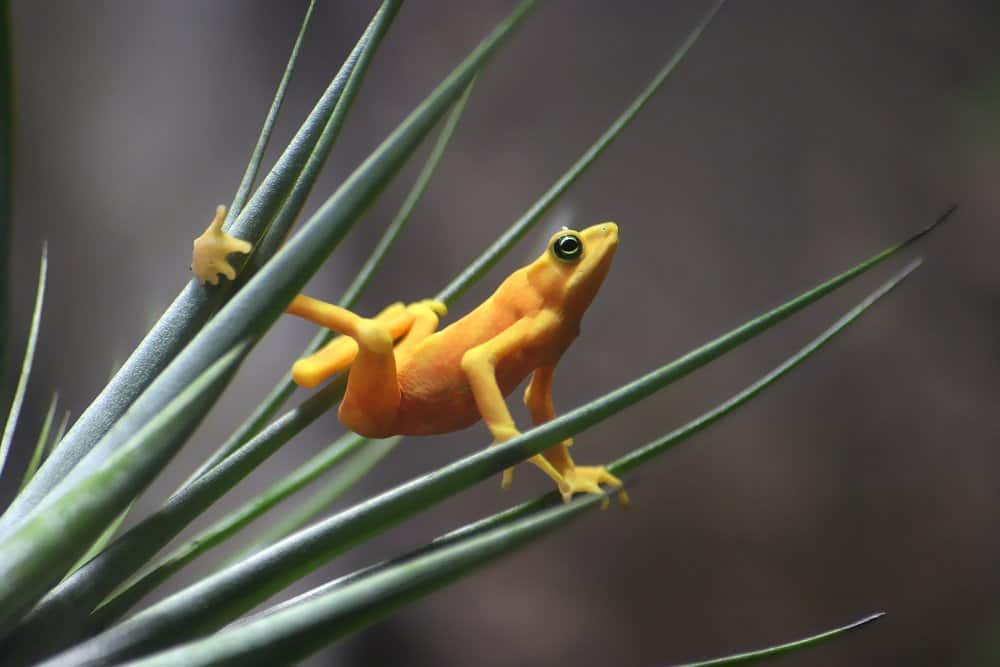 A Panamanian Golden Frog balancing on a grass-like plant.