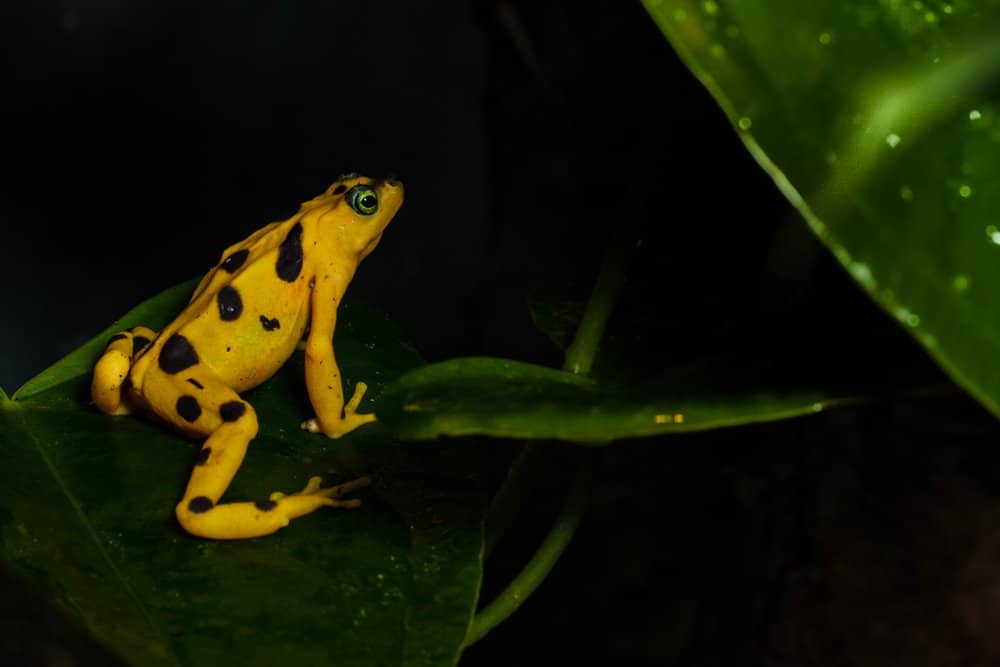 A Panamanian Golden Frog perched on a broad leaf.