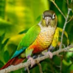 Conures are intelligent and noisy, often mimicking sounds and learning vocabulary.