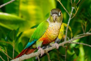 Under Threat – The Green-Cheeked Parrot Picture