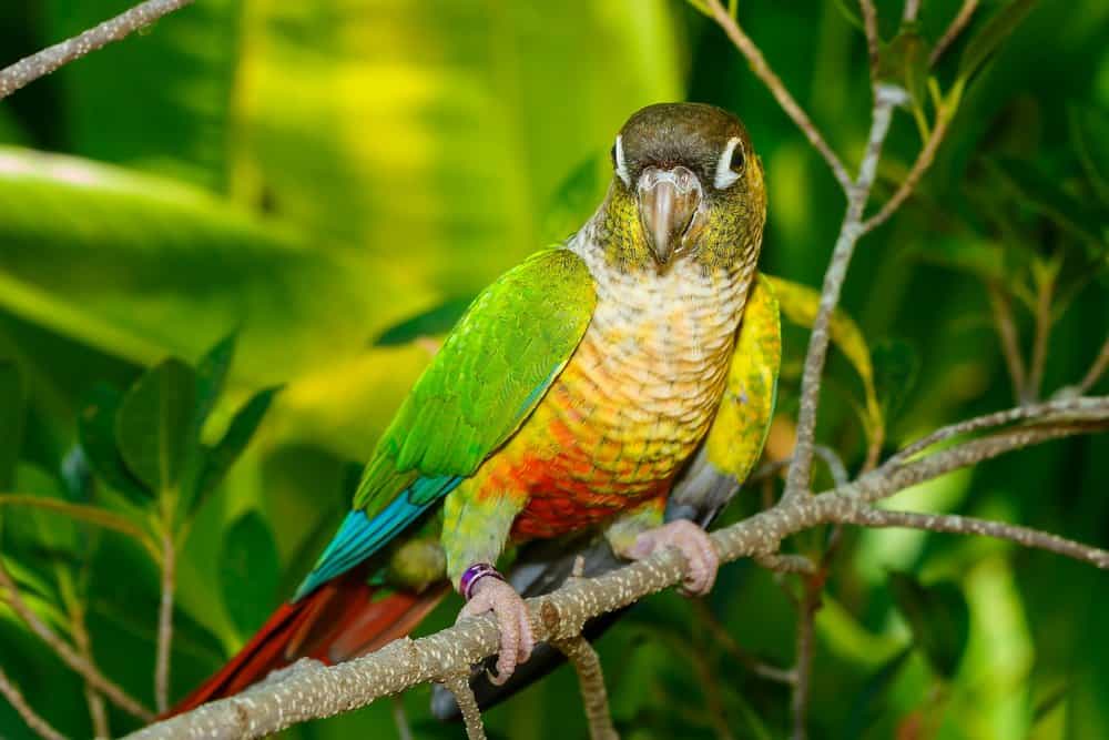 A tagged Green-Cheeked Parrot perched on a small tree branch with tropical foliage in the background.