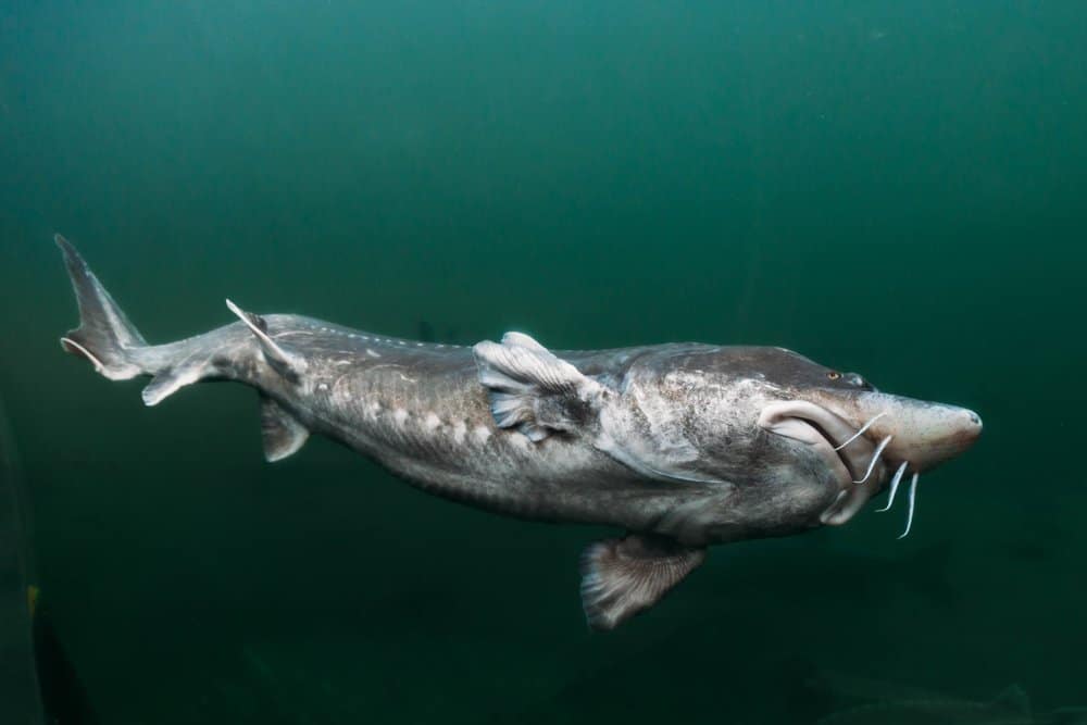 A picture of a beluga sturgeon in the dark green waters. 