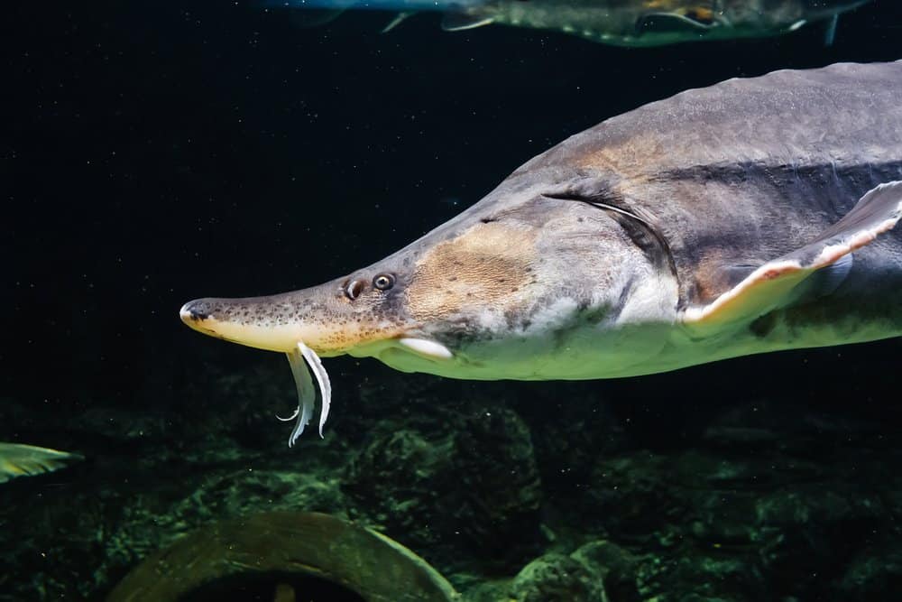 The head of a Beluga Sturgeon swimming near other fish.