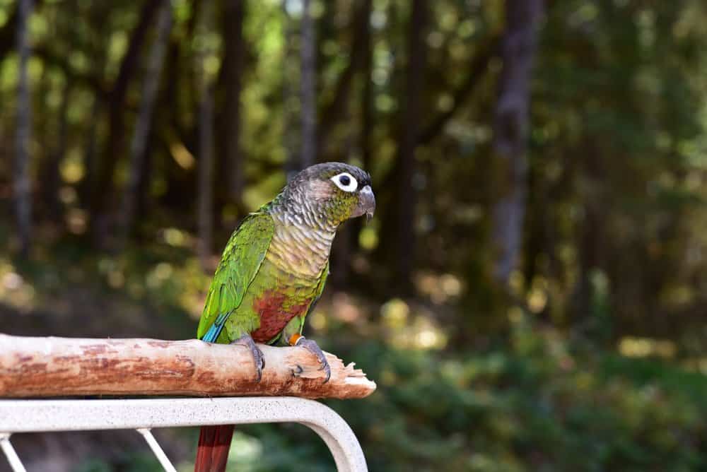 A tagged Green-Cheeked Parrot perched on a tree branch with trees in the background.