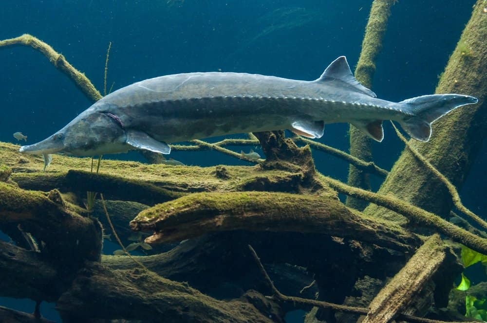 A large Beluga Sturgeon swimming near underwater, algae-covered tree branches