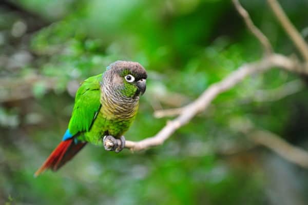 Under Threat - The Green-cheeked Parrot - A-z Animals