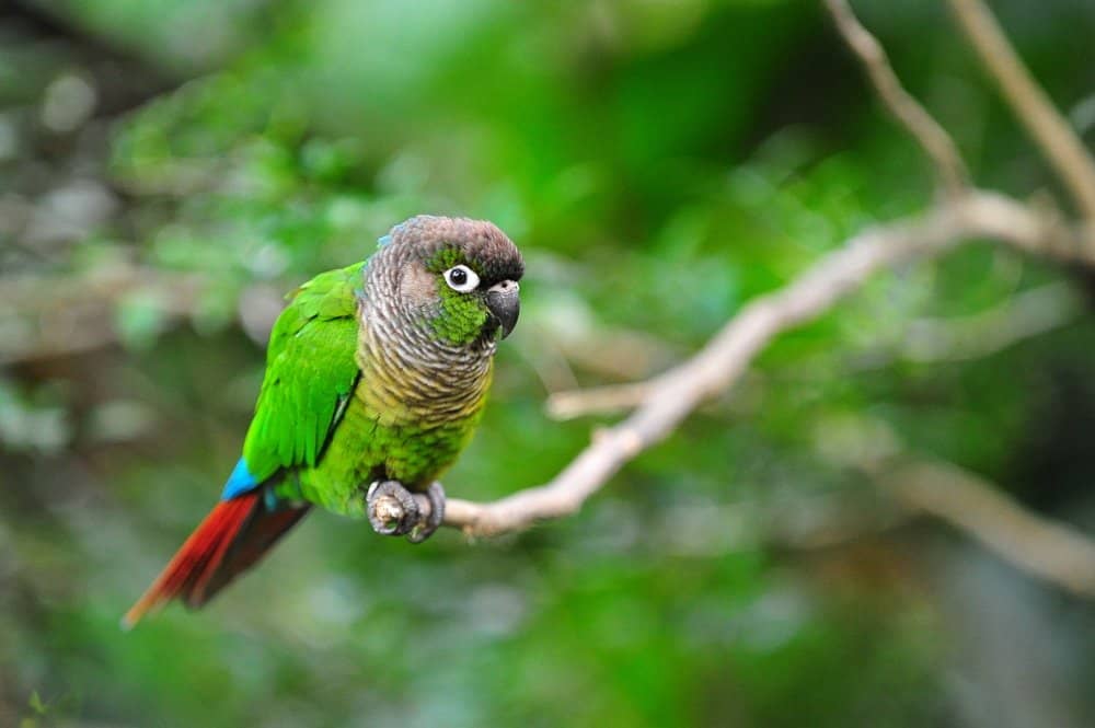 A Green-Cheeked Parrot perched on a small tree branch with foliage in the background.