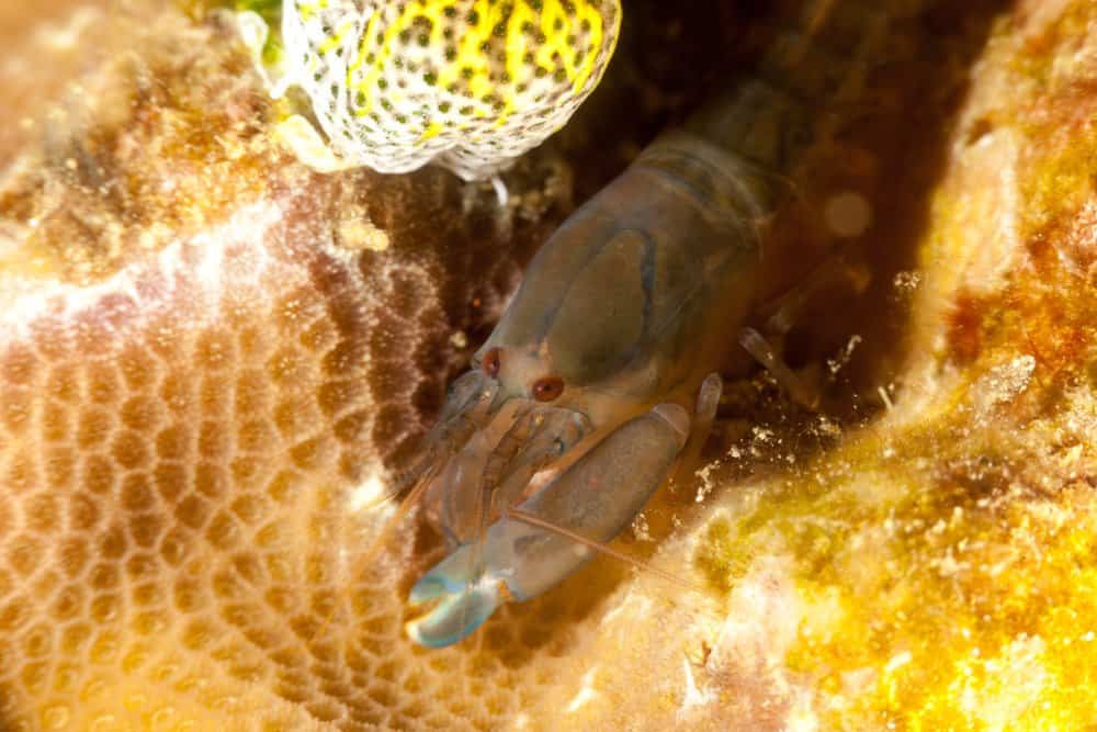 Pistol shrimp near yellow coral.