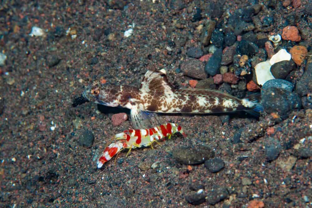 Tiger pistol shrimp and goby near the pebbly floor of a body of water