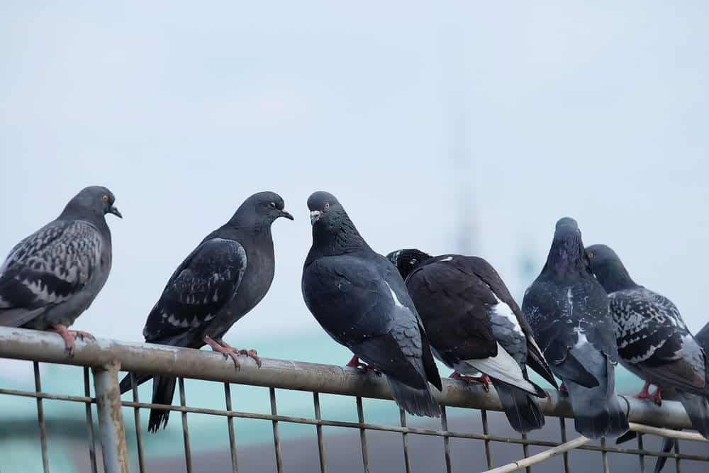 Six pigeons perched on a rusty metal chain-link fence. 