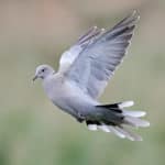 Eurasian Collared-Dove