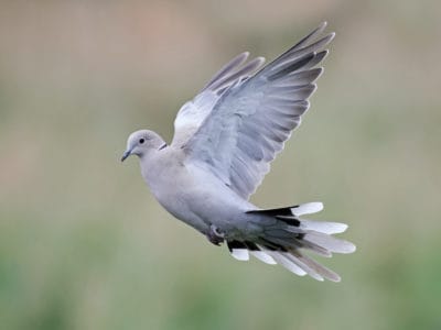 A Eurasian Collared Dove