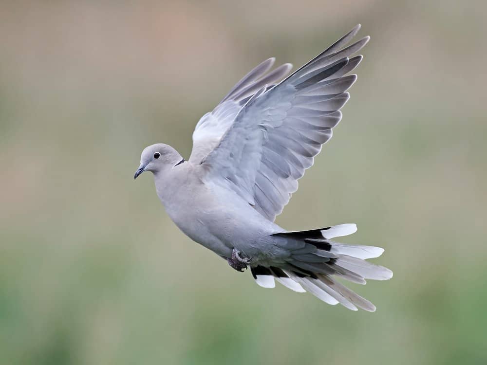 A collared dove with it's wings expanded in mid-flight. 