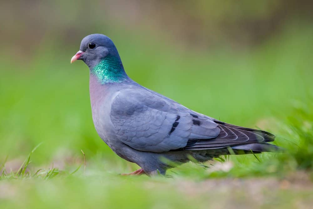 A stock dove standing in the grass.