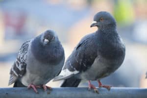 All About Pigeons Picture