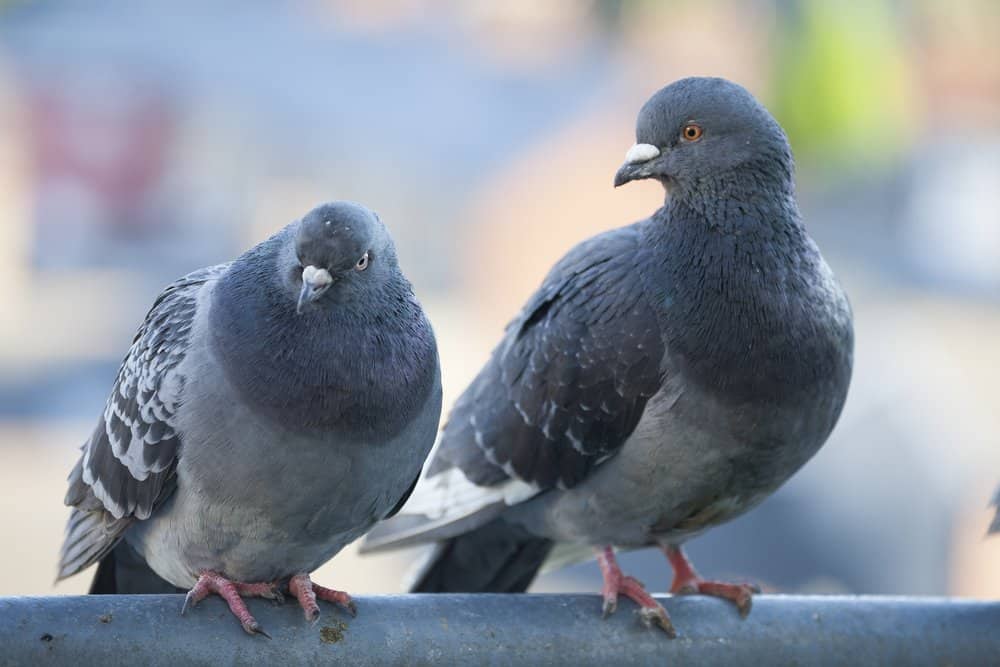 Two feral pigeons perched on a metal bar.