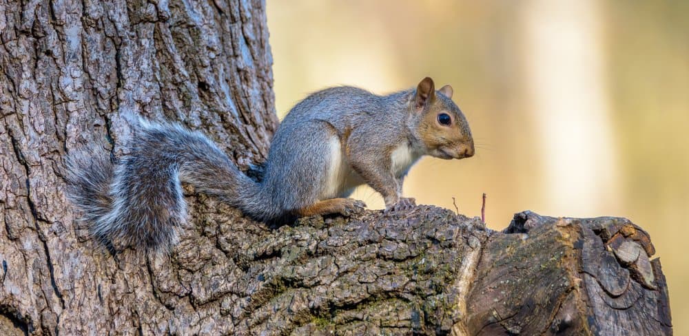 Grey squirrel in an oak tree.