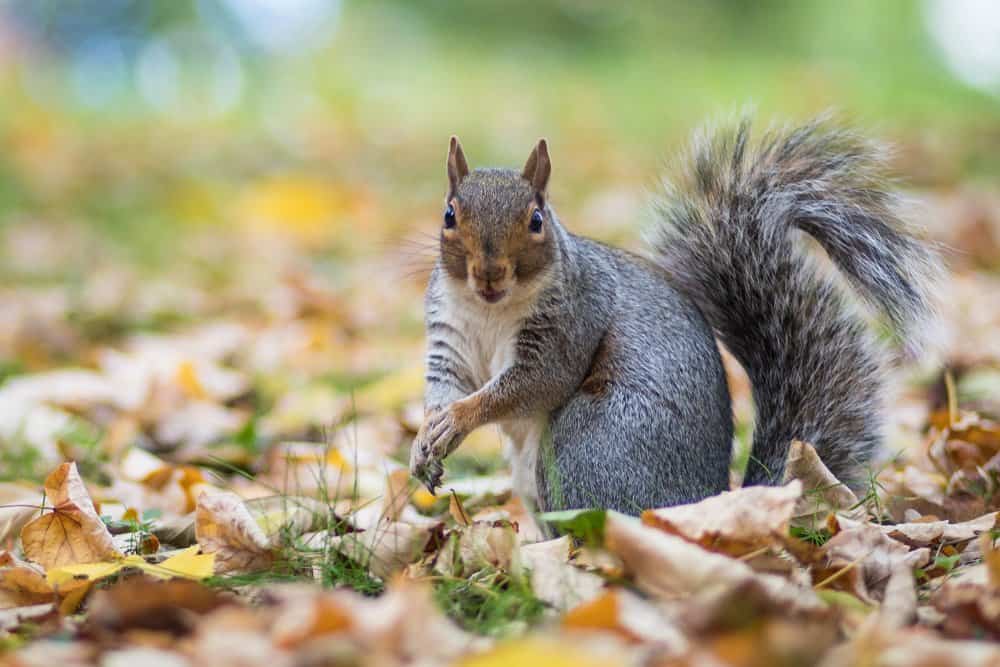 A grey squirrel standing in the grass surrounded by fallen leaves.