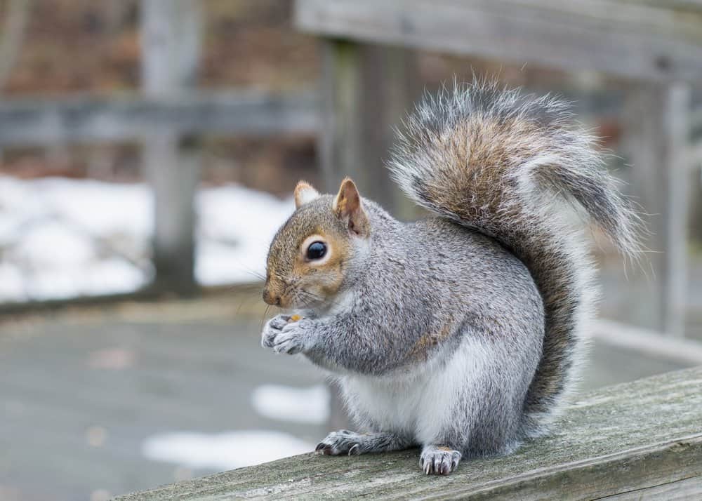 A grey squirrel perched on a wooden ledge eating seeds.