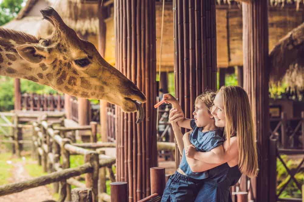 A woman and a small boy feeding a giraffe in a zoo.