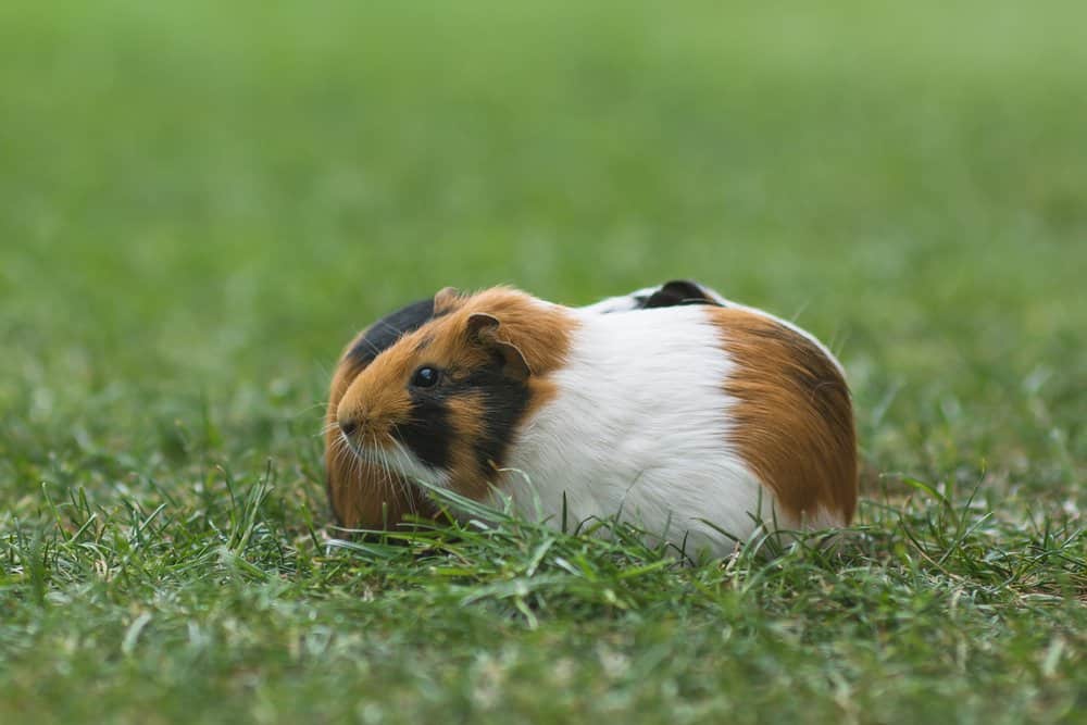 Two calico Guinea Pigs eating green grass in a lawn.