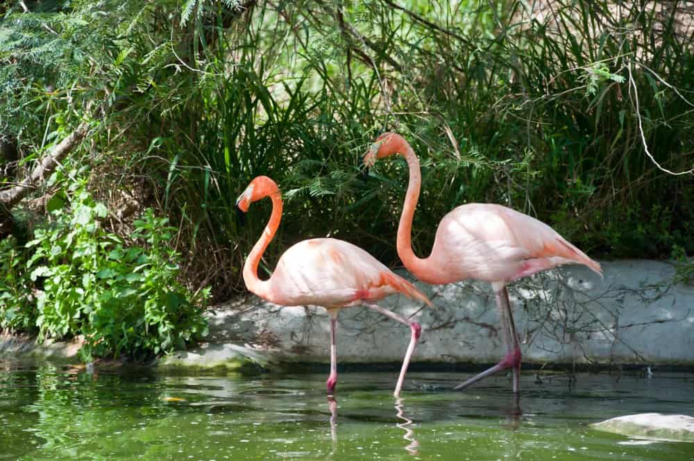 Two flamingoes walking in a body of water with green grasses and plants in the background.