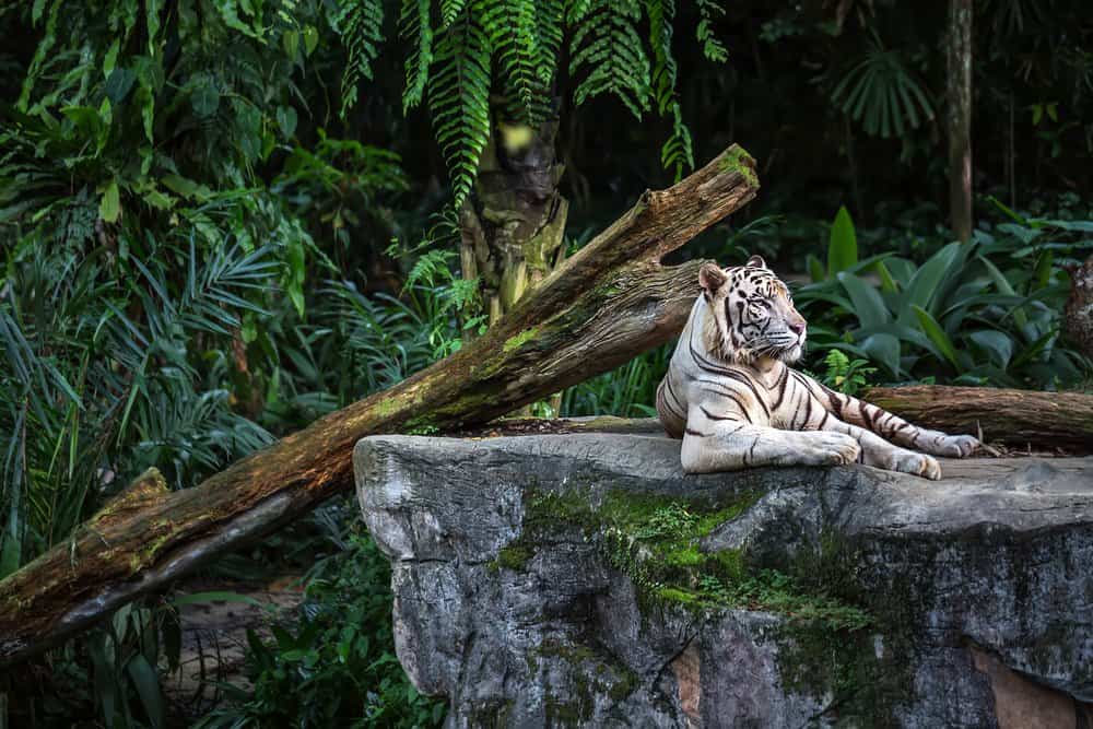 A white tiger laying on a rock near a log with green foliage in the background.