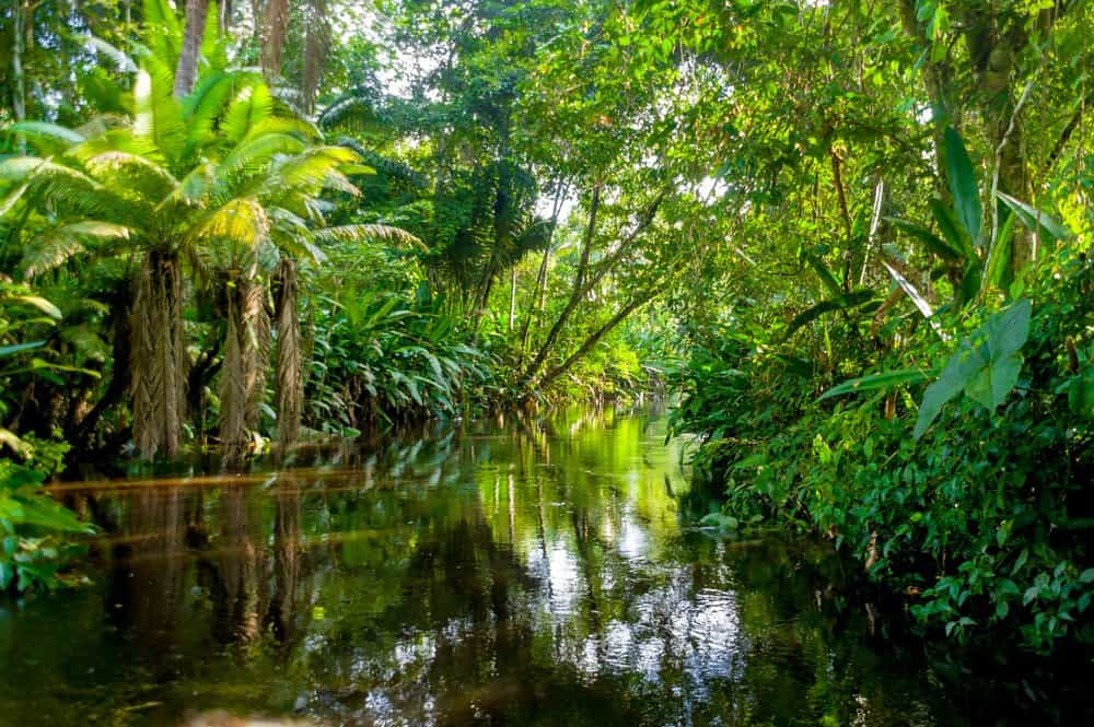 A narrow river lined with a variety of green plants and trees.